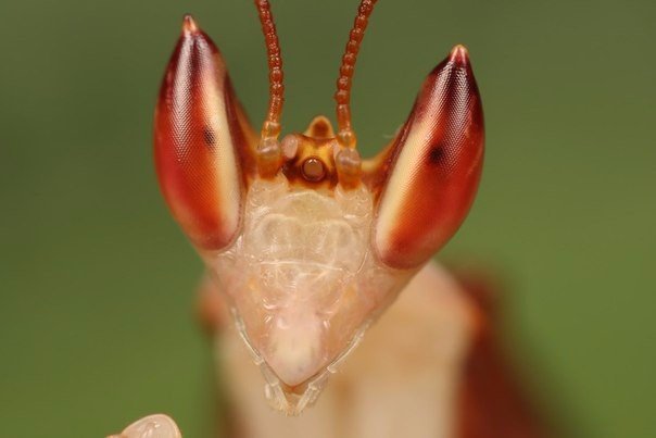 Orchid mantis - Orchid mantis, Insects, Longpost