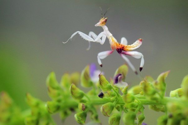 Orchid mantis - Orchid mantis, Insects, Longpost