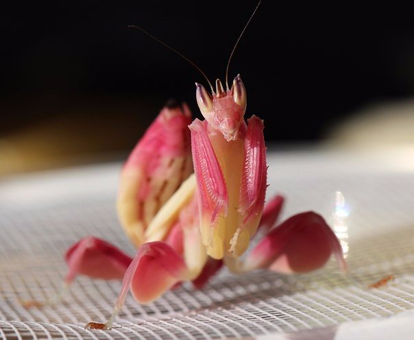 Orchid mantis - Orchid mantis, Insects, Longpost