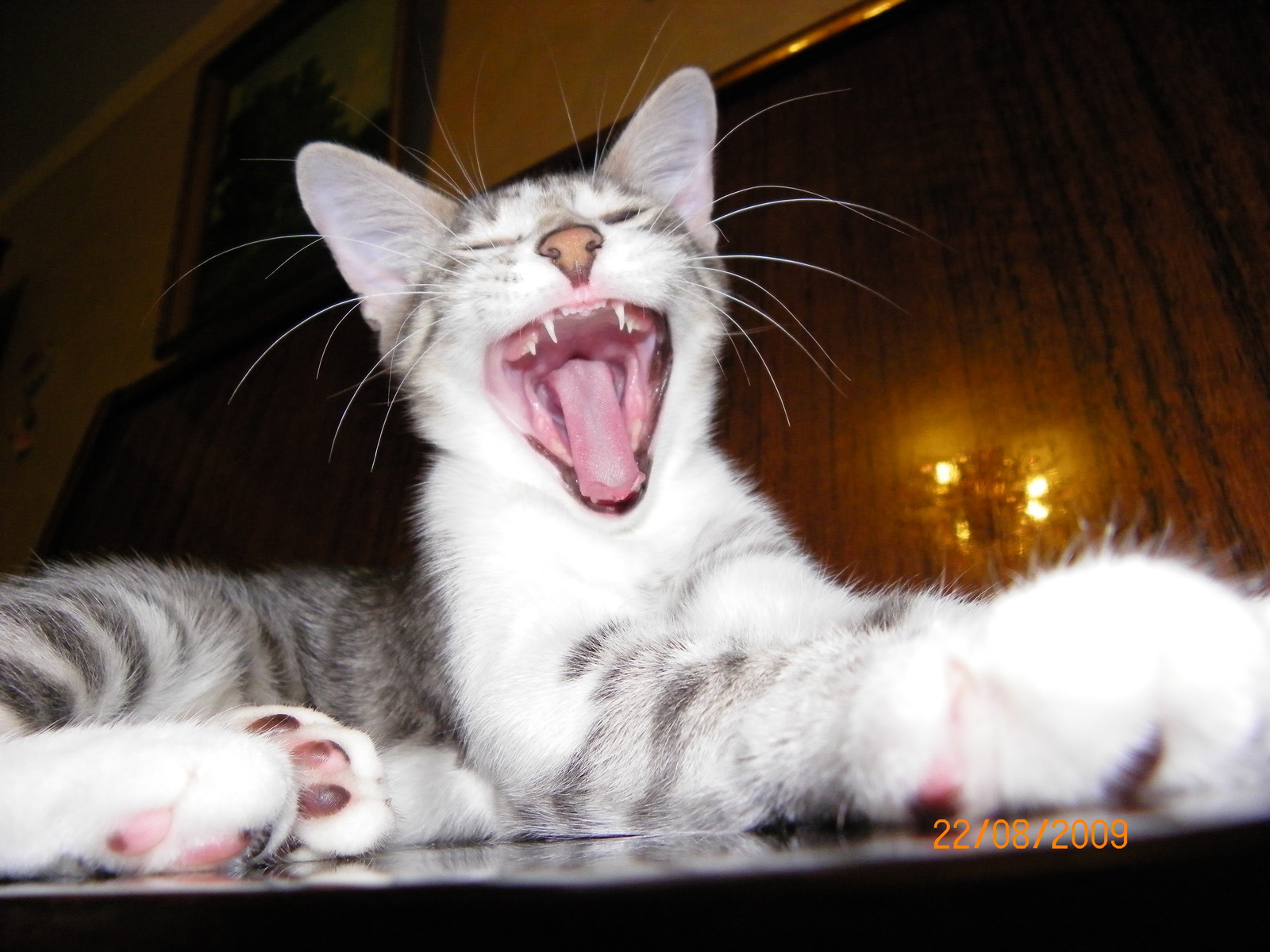 Do not snooze! - My, Yawn, , cat, Wakefulness, To fall, Teeth, Fluffy, Longpost