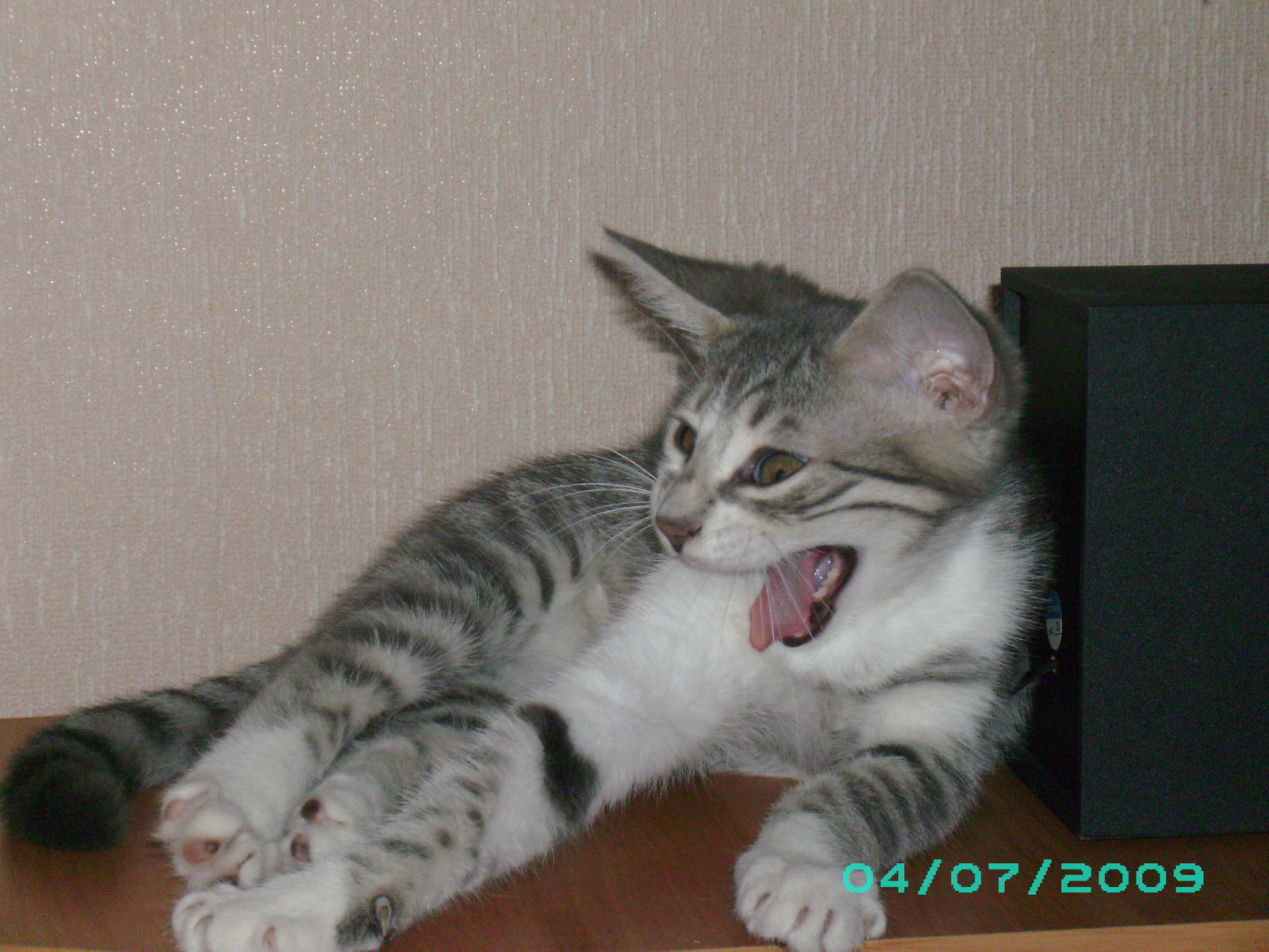 Do not snooze! - My, Yawn, , cat, Wakefulness, To fall, Teeth, Fluffy, Longpost