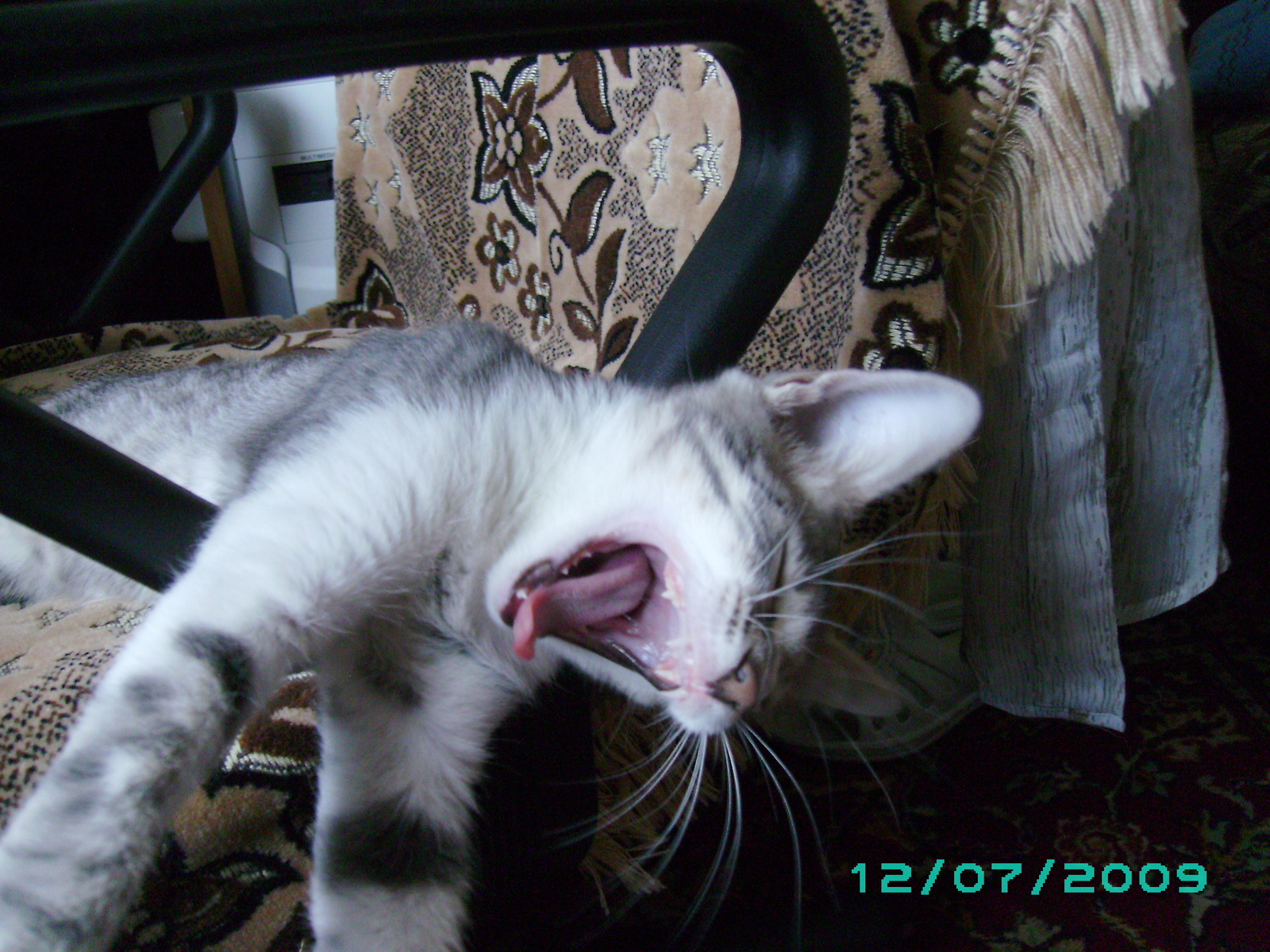 Do not snooze! - My, Yawn, , cat, Wakefulness, To fall, Teeth, Fluffy, Longpost