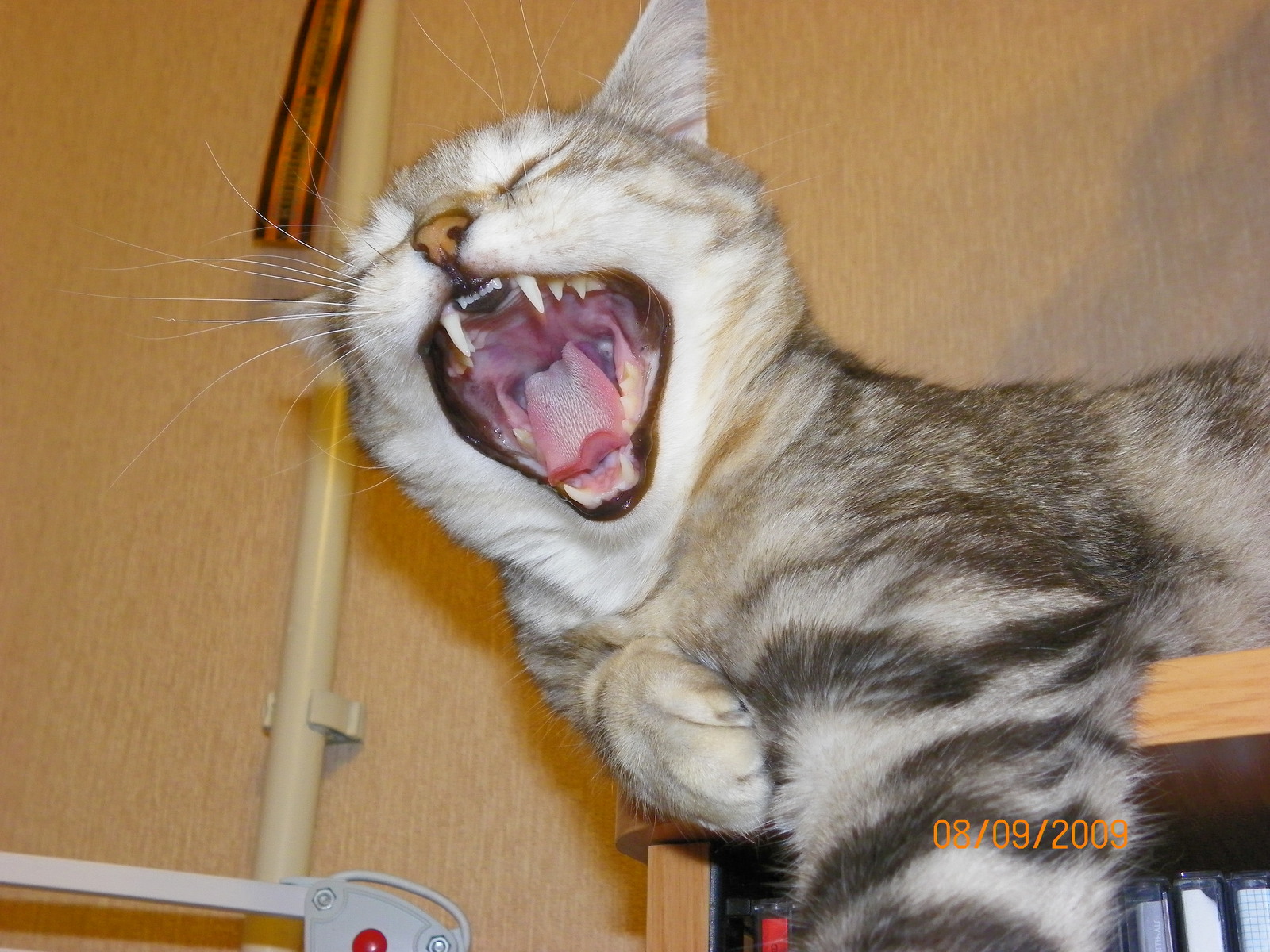 Do not snooze! - My, Yawn, , cat, Wakefulness, To fall, Teeth, Fluffy, Longpost