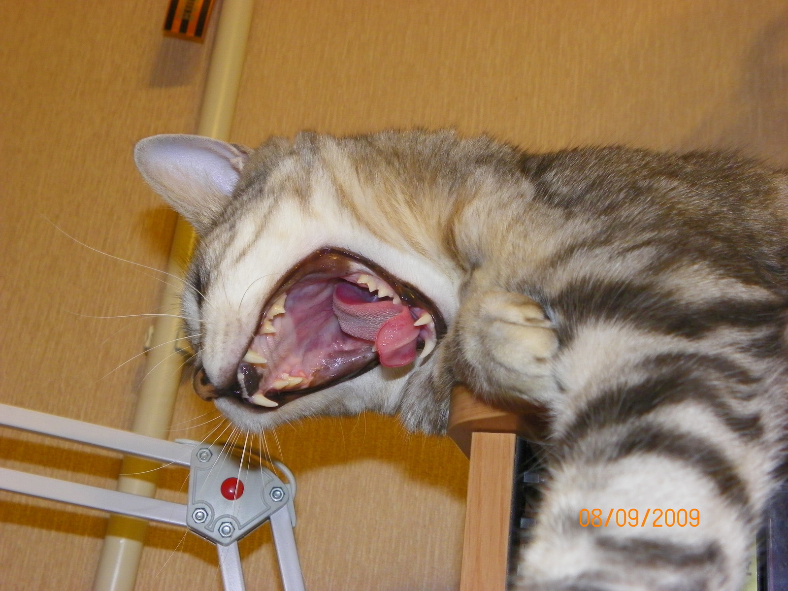 Do not snooze! - My, Yawn, , cat, Wakefulness, To fall, Teeth, Fluffy, Longpost