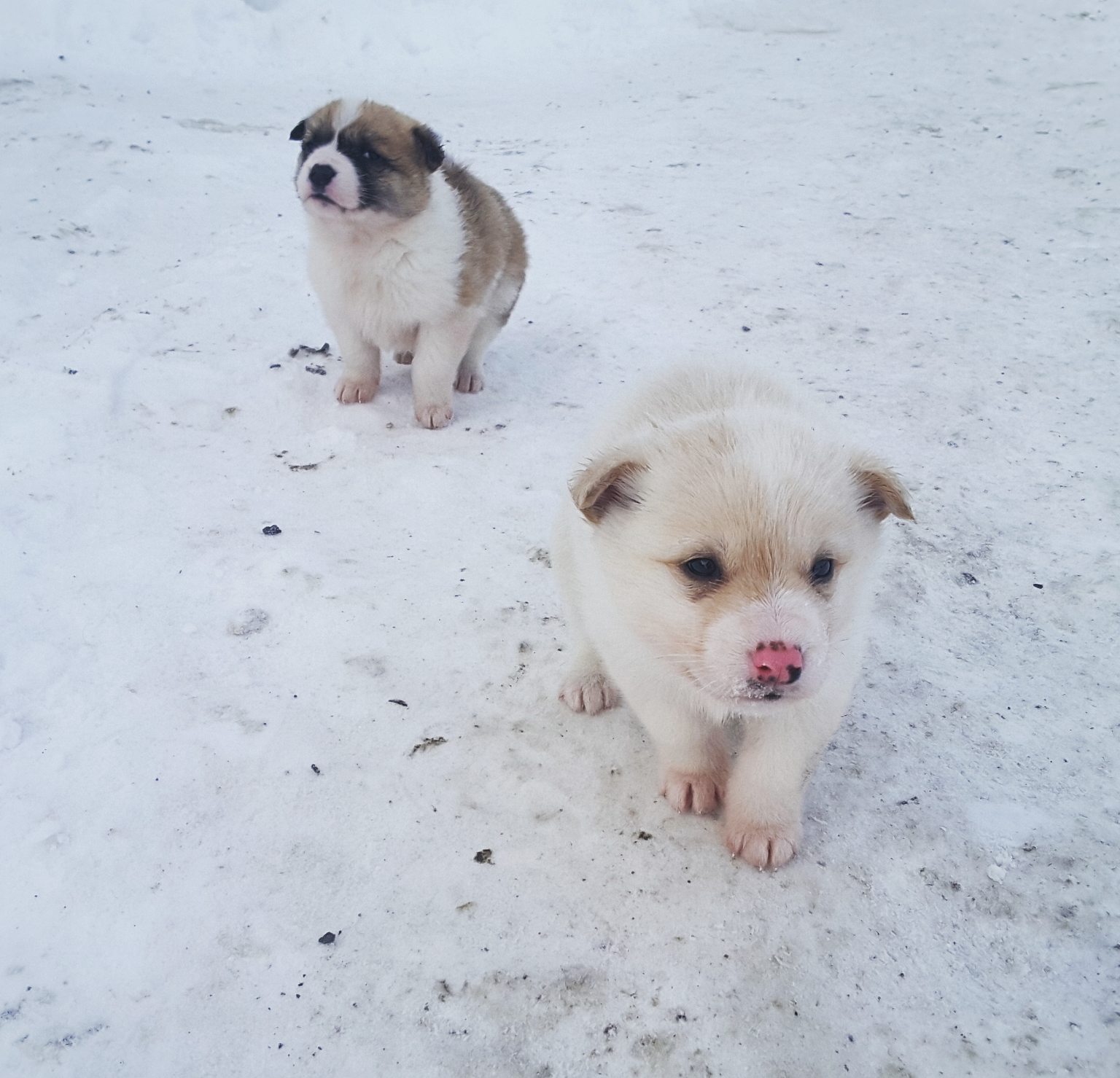 Милые щенята, спасают от одиночества на буровой :) - Щенки, Собака, Моё, Длиннопост, Работа