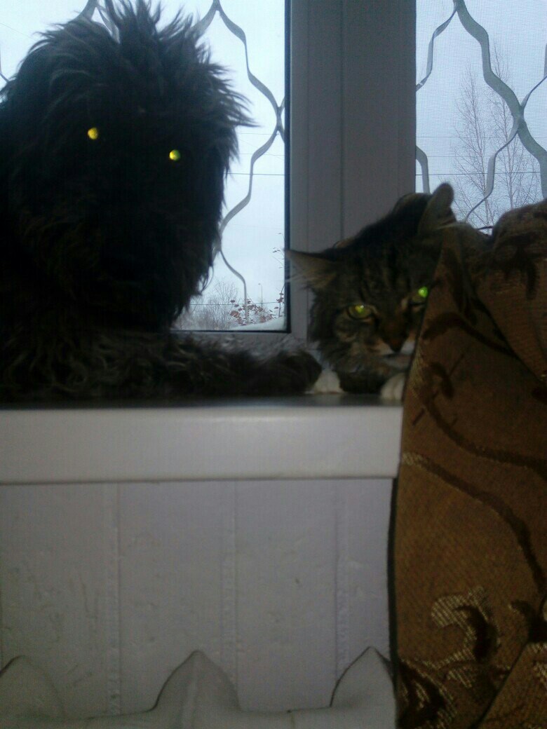 Just a photo of a dog and a cat - cat, Dog, Photo, Horror