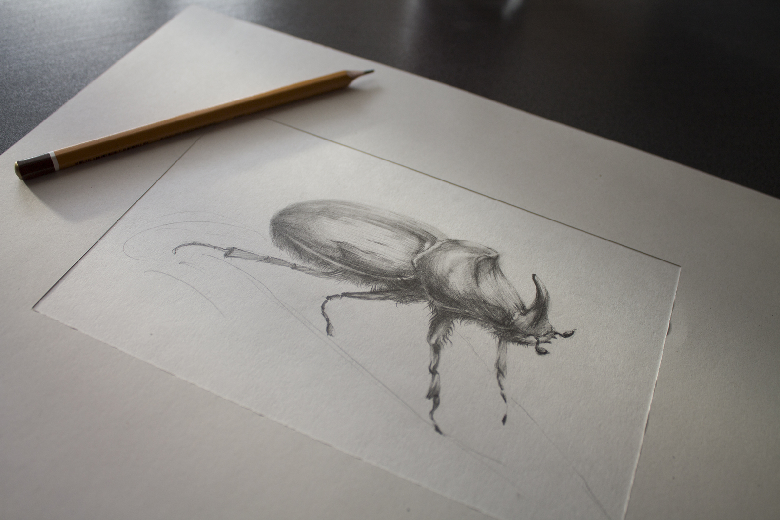 Bugs from a pencil - My, Drawing, Pencil, Жуки, Insects, Longpost