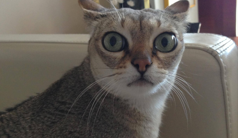 I think this cat looks like a shocked Emma Stone - Emma Stone, cat, Similarity, Eyes