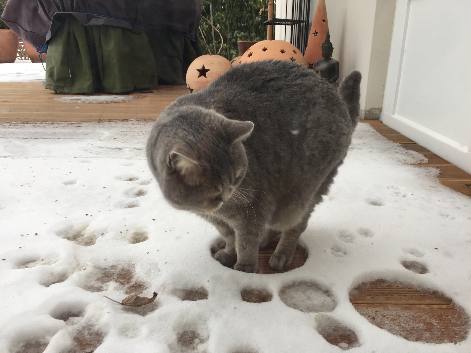 Окружен, но не сломлен - Кот, Снег