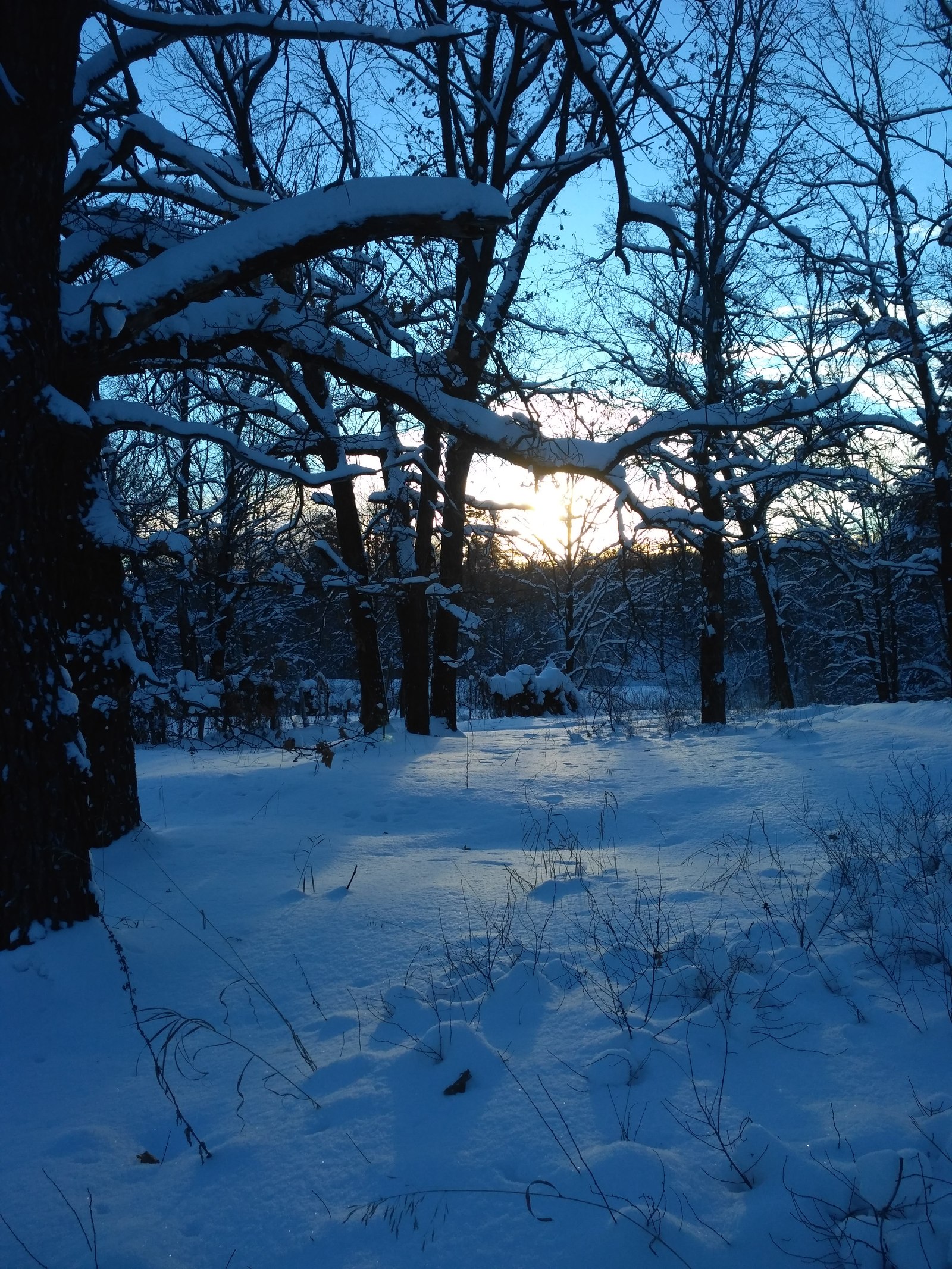 Winter's tale - Longpost, Forest, Dog, beauty