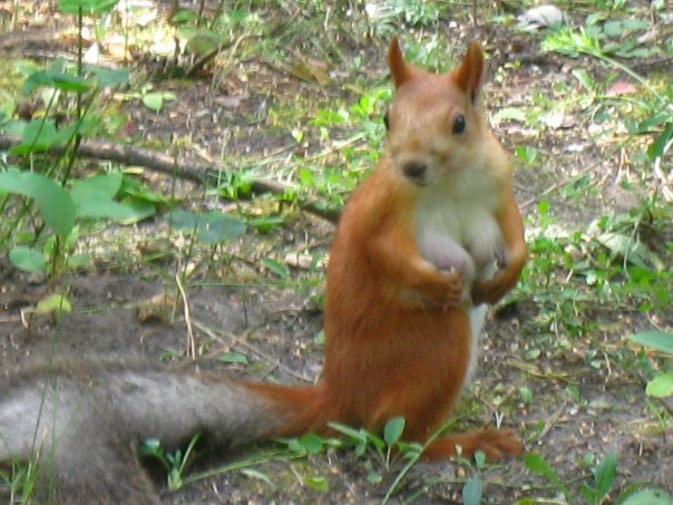 5 squirrel...or 1 girl? - Squirrel, Photo, Boobs