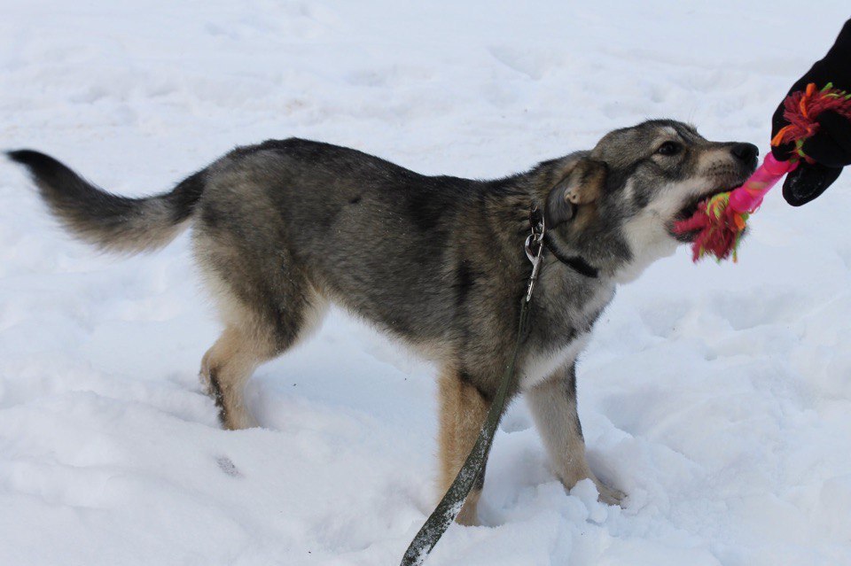 In search of new owners (Moscow, Ryazan) - My, In good hands, Dog, Foundling, Ryazan, Moscow, Longpost