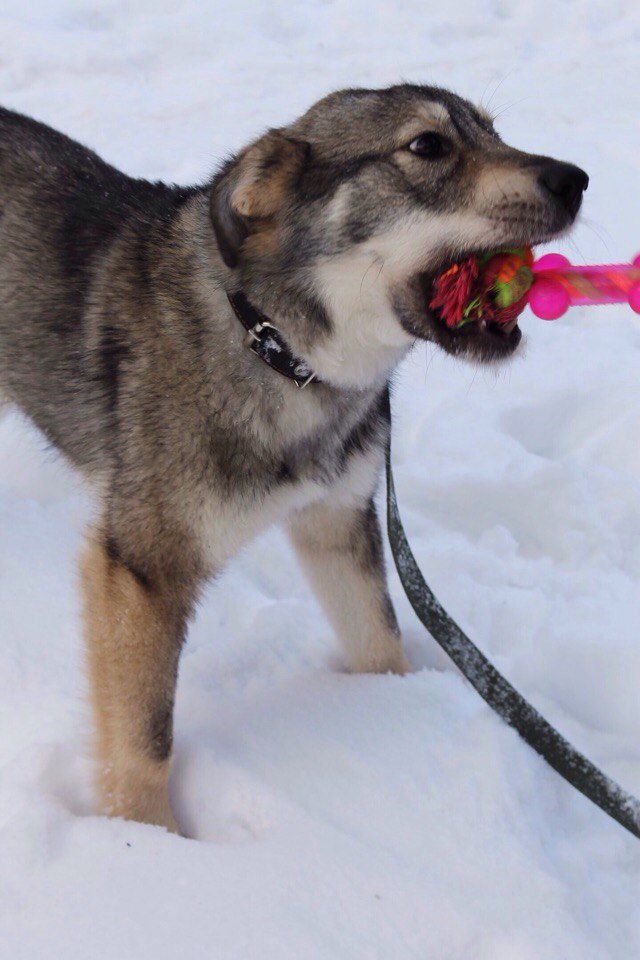 In search of new owners (Moscow, Ryazan) - My, In good hands, Dog, Foundling, Ryazan, Moscow, Longpost