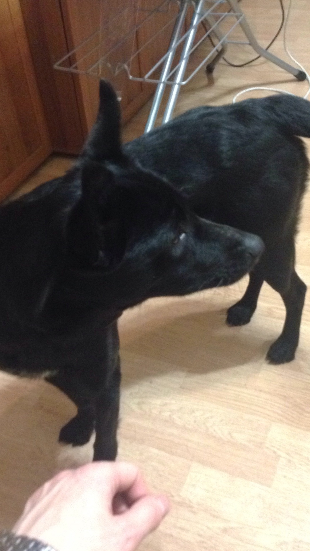 The dog is gone. Black male with white chest. - The dog is missing, Dog, Found a dog, A loss, The missing, Longpost