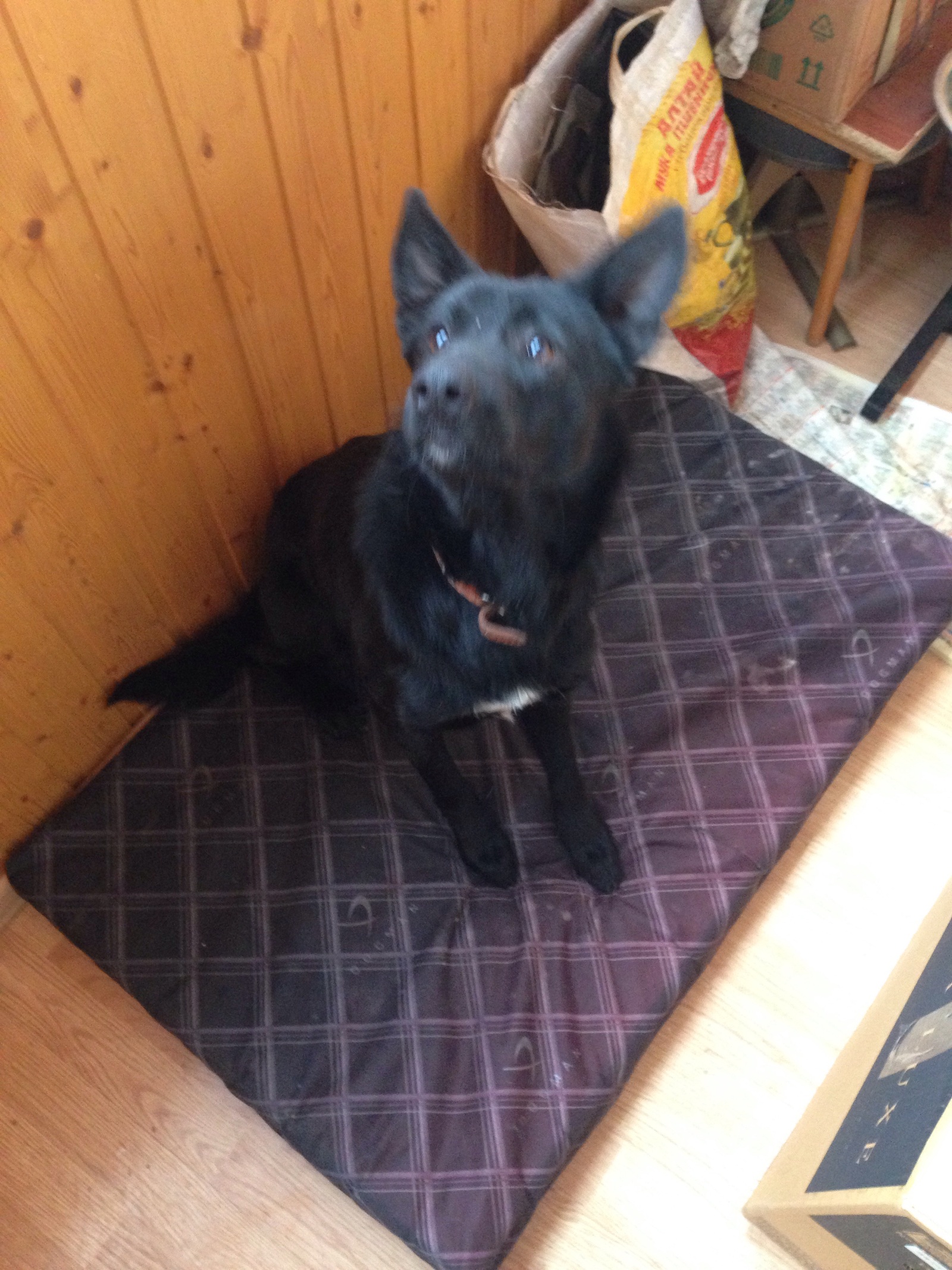 The dog is gone. Black male with white chest. - The dog is missing, Dog, Found a dog, A loss, The missing, Longpost