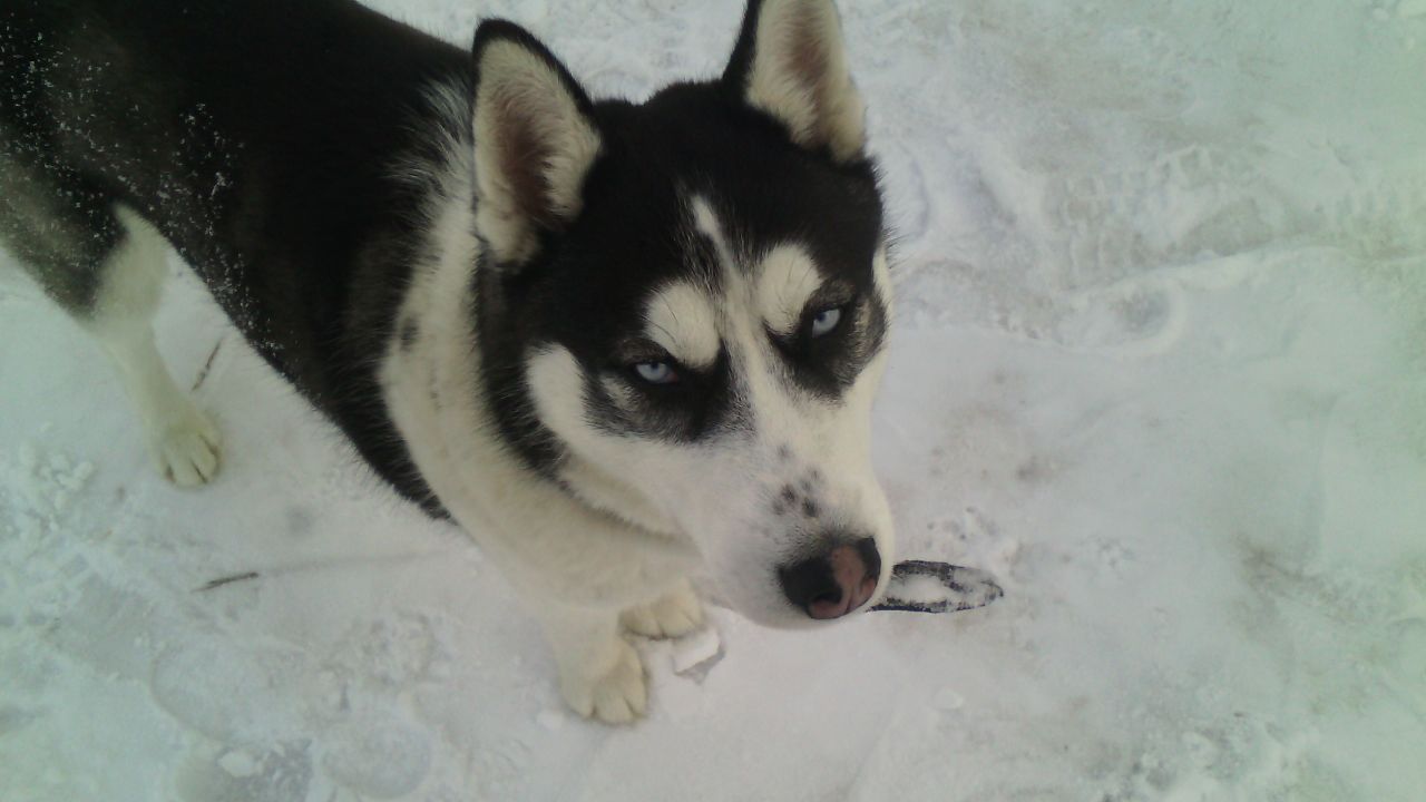 Husky Sam - My, Siberian Husky, Husky, , Longpost