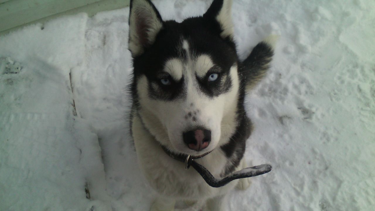 Husky Sam - My, Siberian Husky, Husky, , Longpost