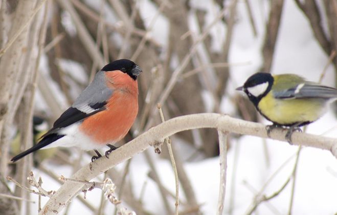 Image from childhood. - My, Analogy, Birds, Mortal kombat, Nostalgia