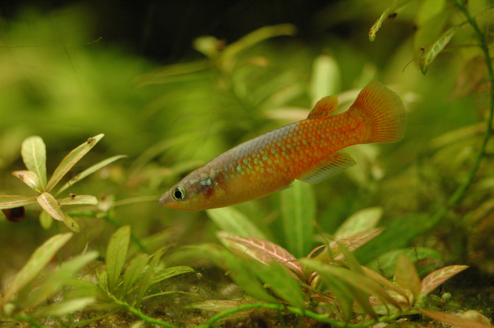 Carp-tooth spawners. Killifish - My, , Aquarium fish, Aquarium, Scalariki, Angelfish, Video, Longpost