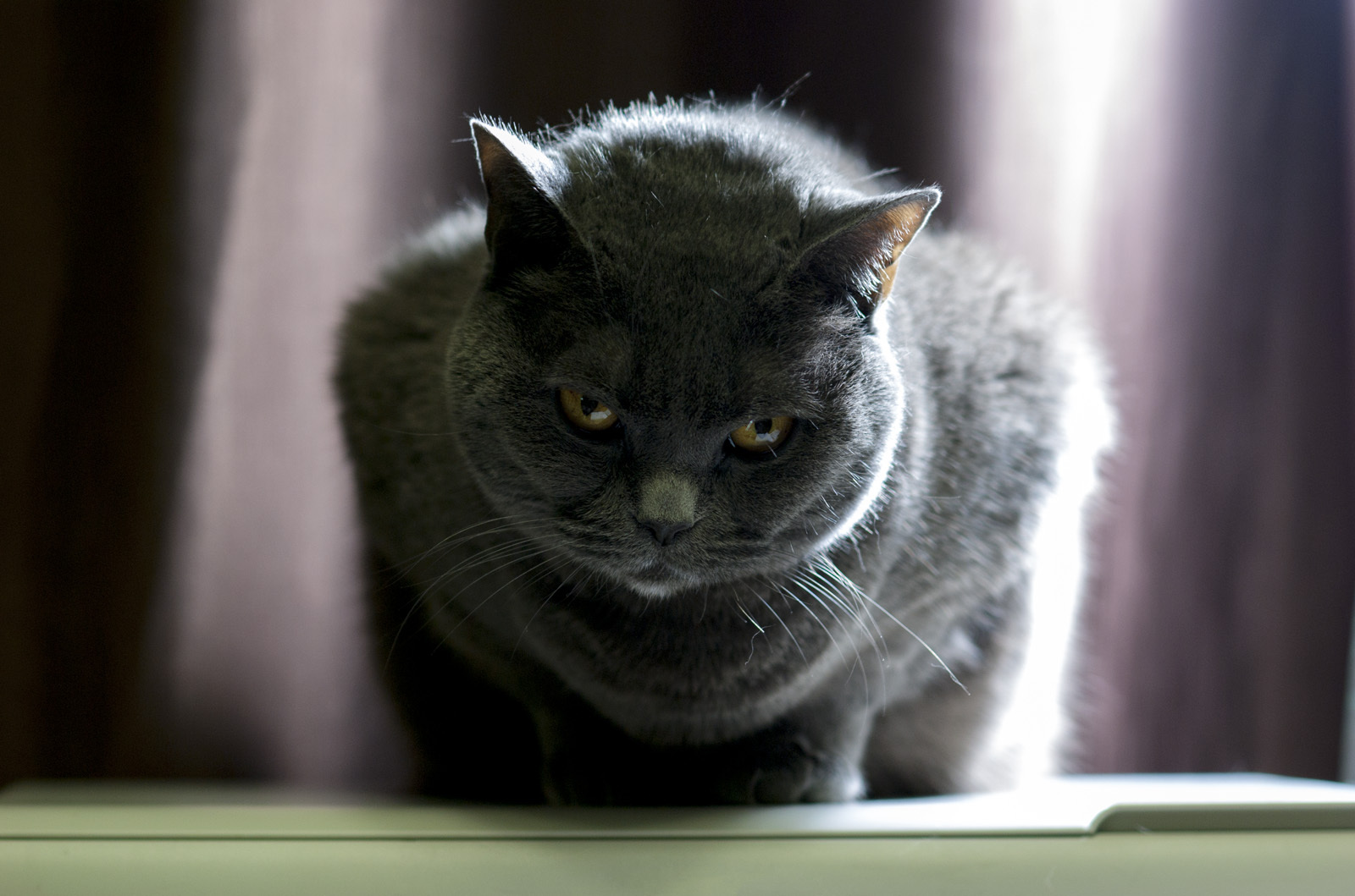 Anger and hate - My, cat, Pentax, Samyang, Photo