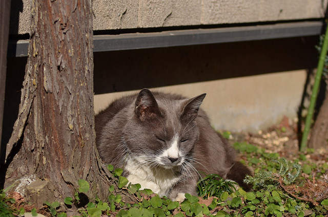 13 luck together - Luck, thirteen, A selection, Longpost, cat