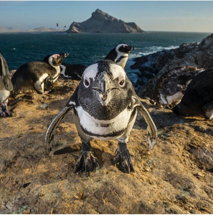 When wandered into a foreign area - Photo, Penguins, In the area