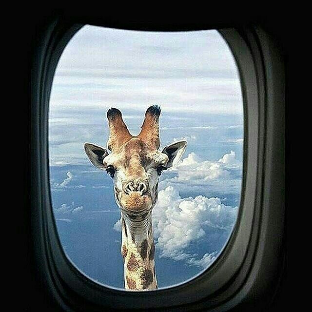 Hello, will you drop it?) - Giraffe, Airplane, Photo