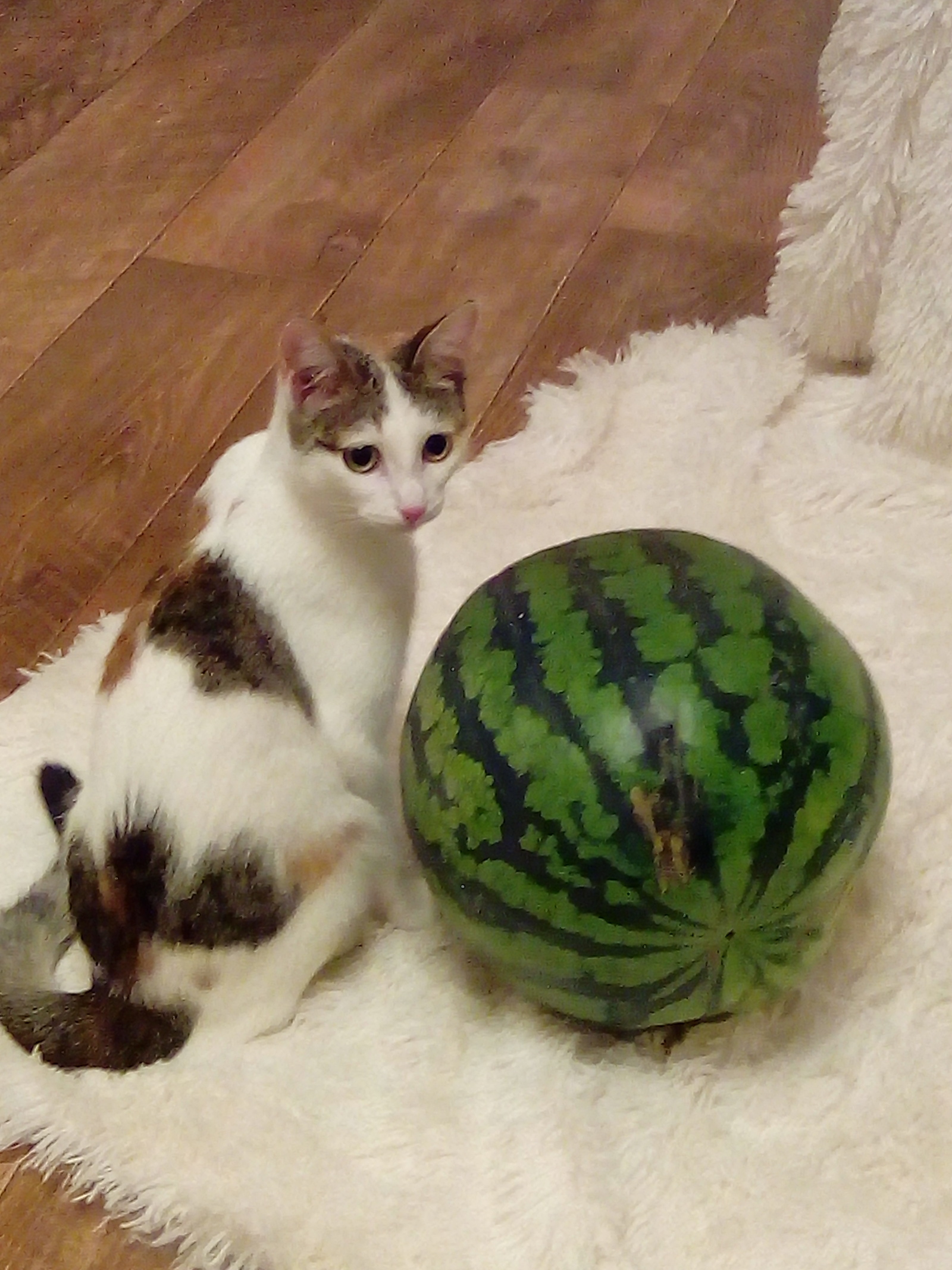 My belated New Year's Eve. - My, Watermelon, New Year, Interesting, Longpost