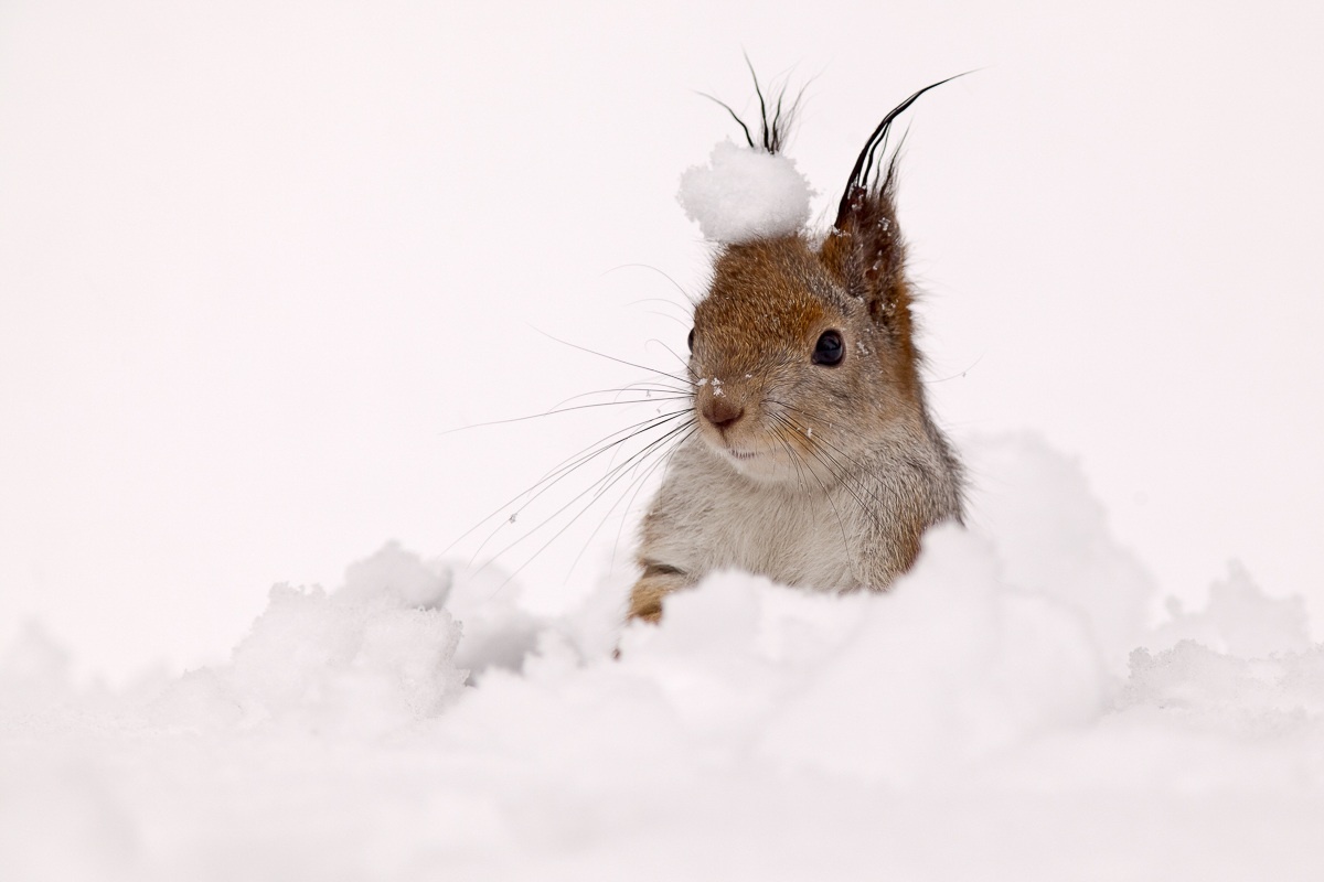 Fashionista - My, Squirrel, Photo, wildlife