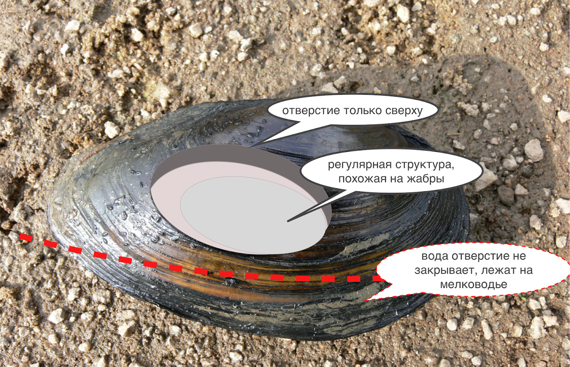 A bit of interesting science or my correspondence with the Department of Zoology of St. Petersburg State University - The science, Officials, Clam, Longpost