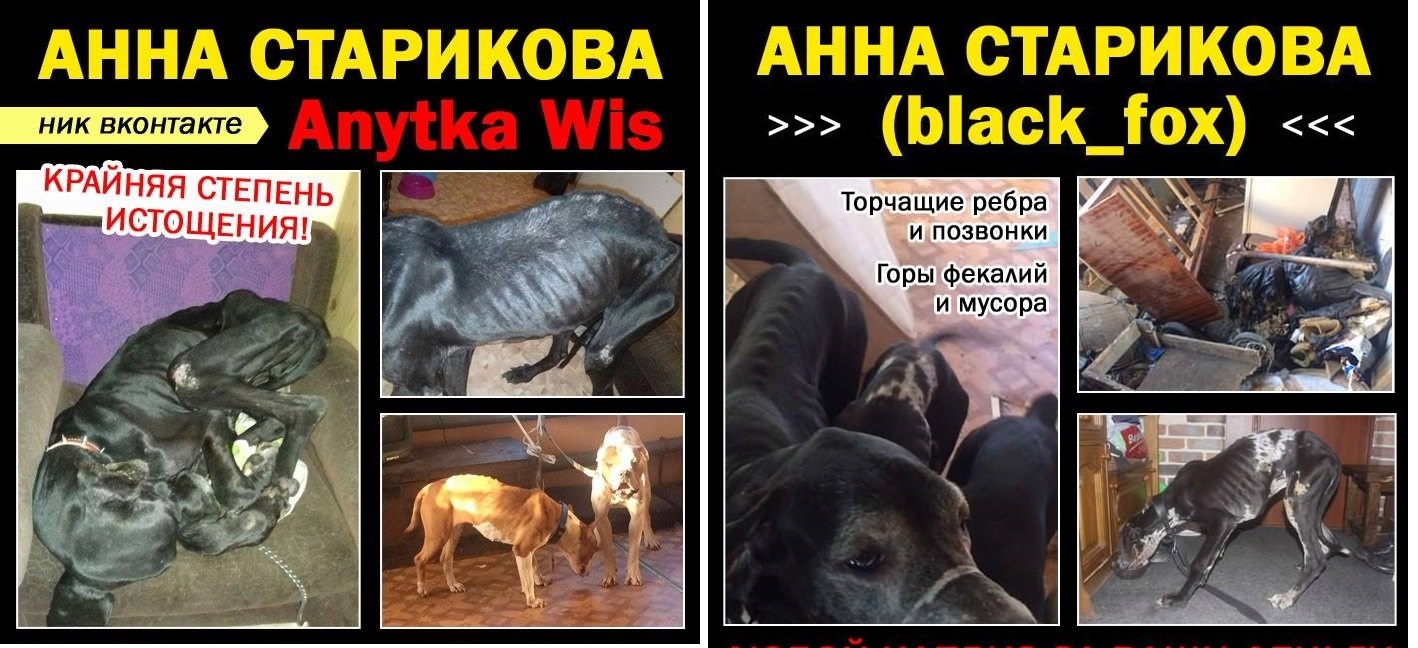 Another knacker from Yekaterinburg - Animals, Cruelty, Yekaterinburg, Flailing