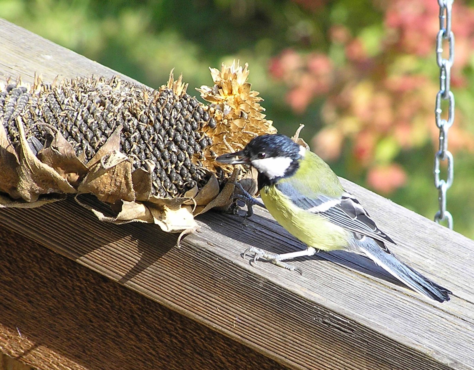 Why not feed an old neighbor - My, , Dacha