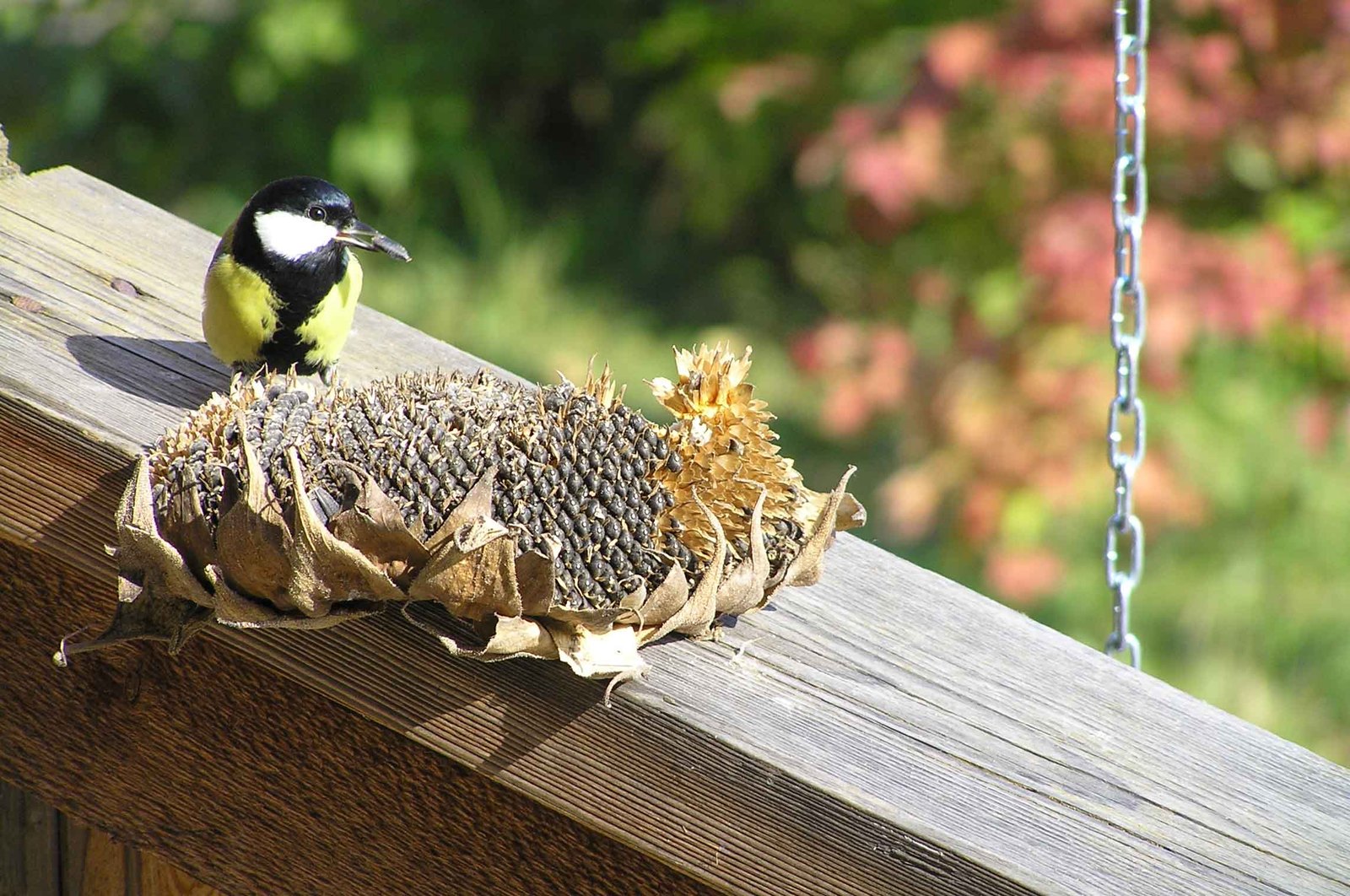 Why not feed an old neighbor - My, , Dacha