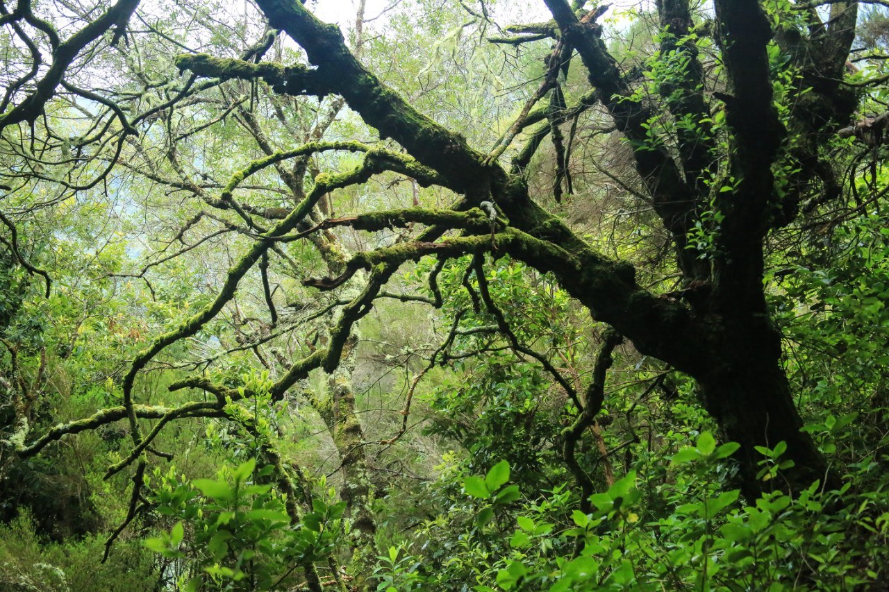 Madeira. Troll legends. - My, Travels, The mountains, Hike, Madeira, Portugal, Tracking, Drive, Longpost