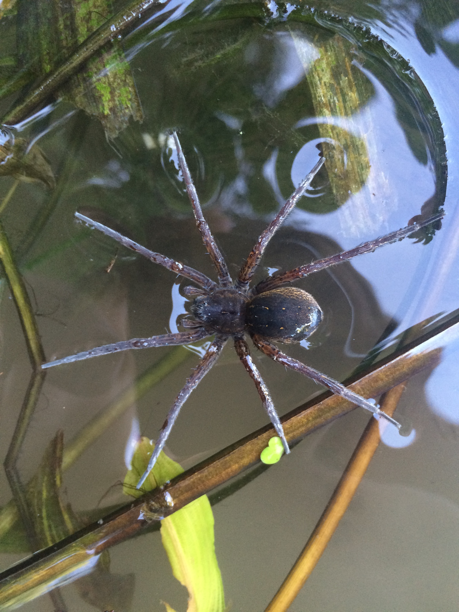 spider post - My, Spider, Nature, Serebryanka, Argiope, Longpost, Photo