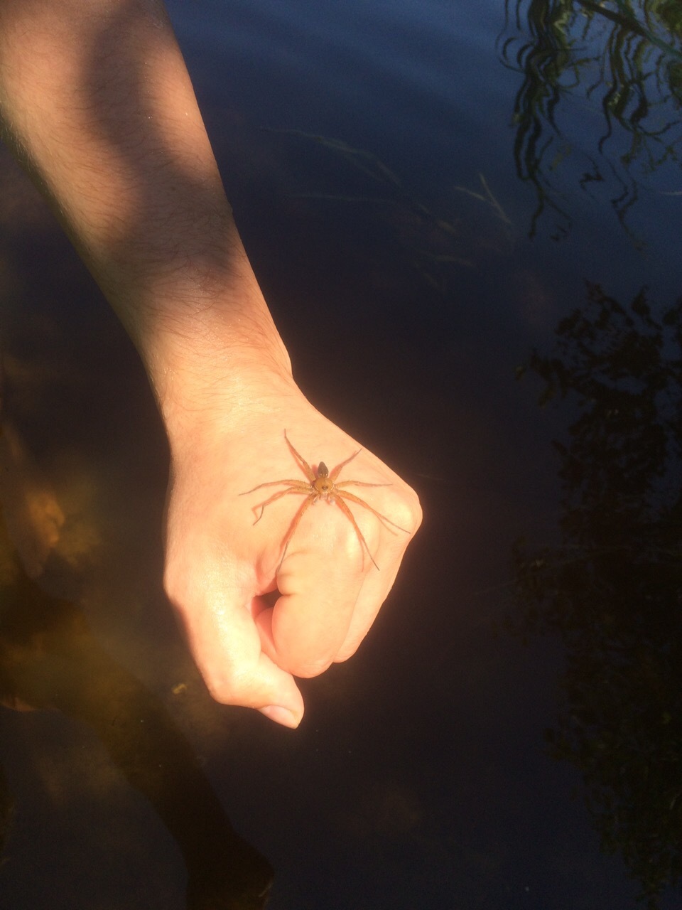 spider post - My, Spider, Nature, Serebryanka, Argiope, Longpost, Photo