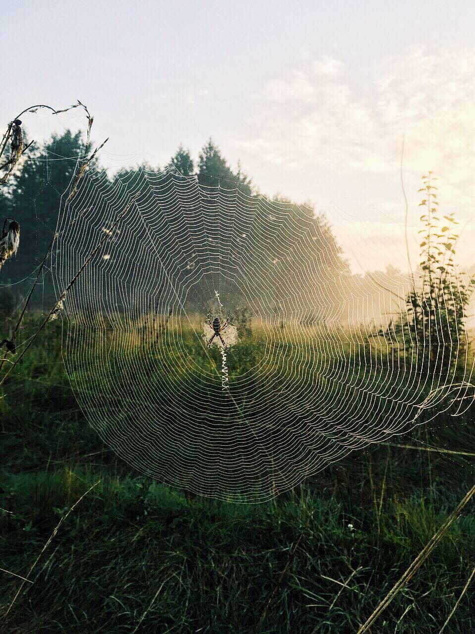 spider post - My, Spider, Nature, Serebryanka, Argiope, Longpost, Photo