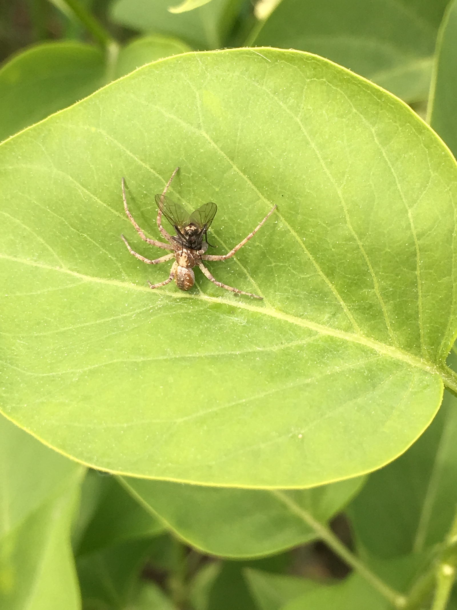 spider post - My, Spider, Nature, Serebryanka, Argiope, Longpost, Photo