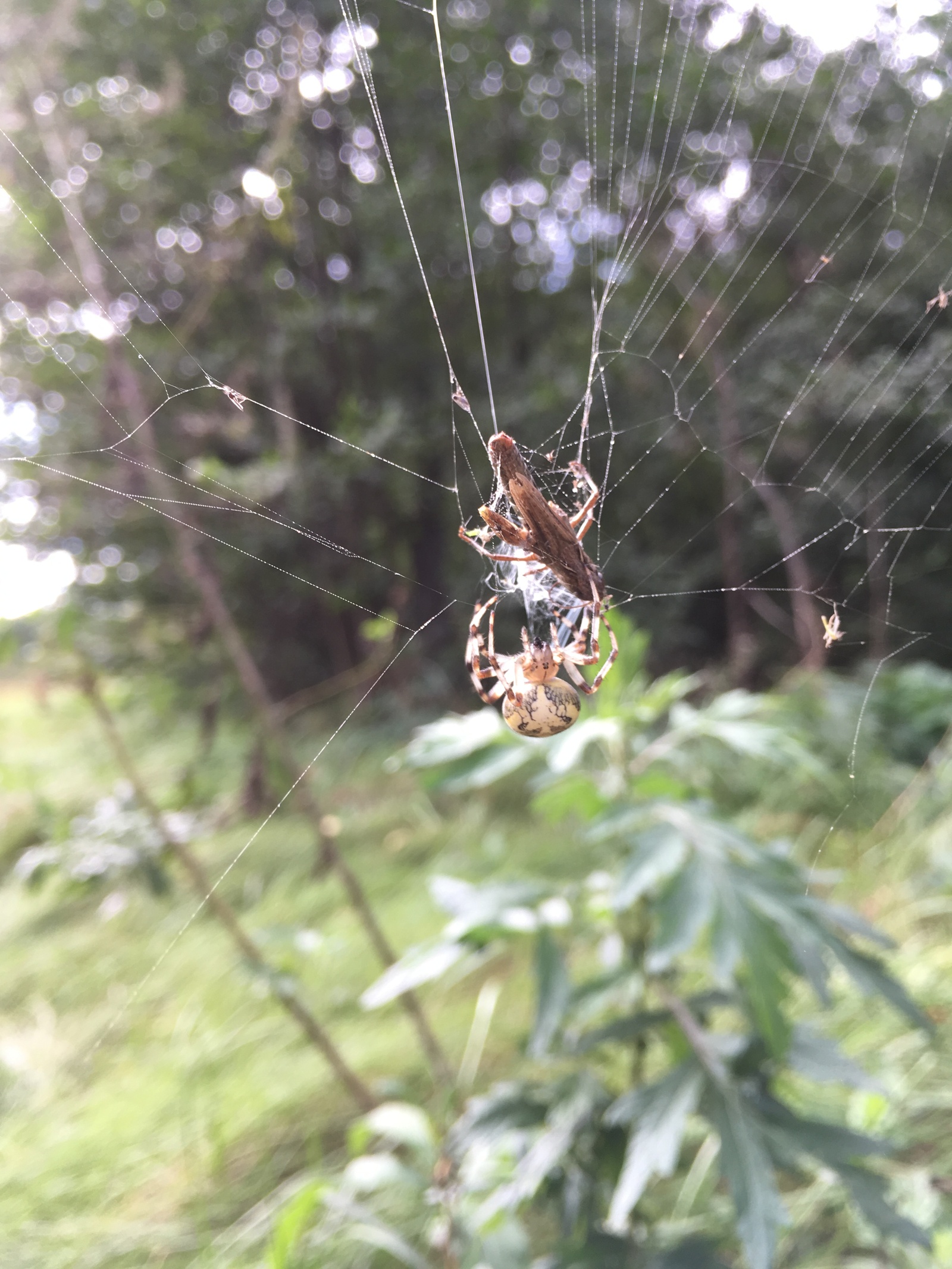 spider post - My, Spider, Nature, Serebryanka, Argiope, Longpost, Photo