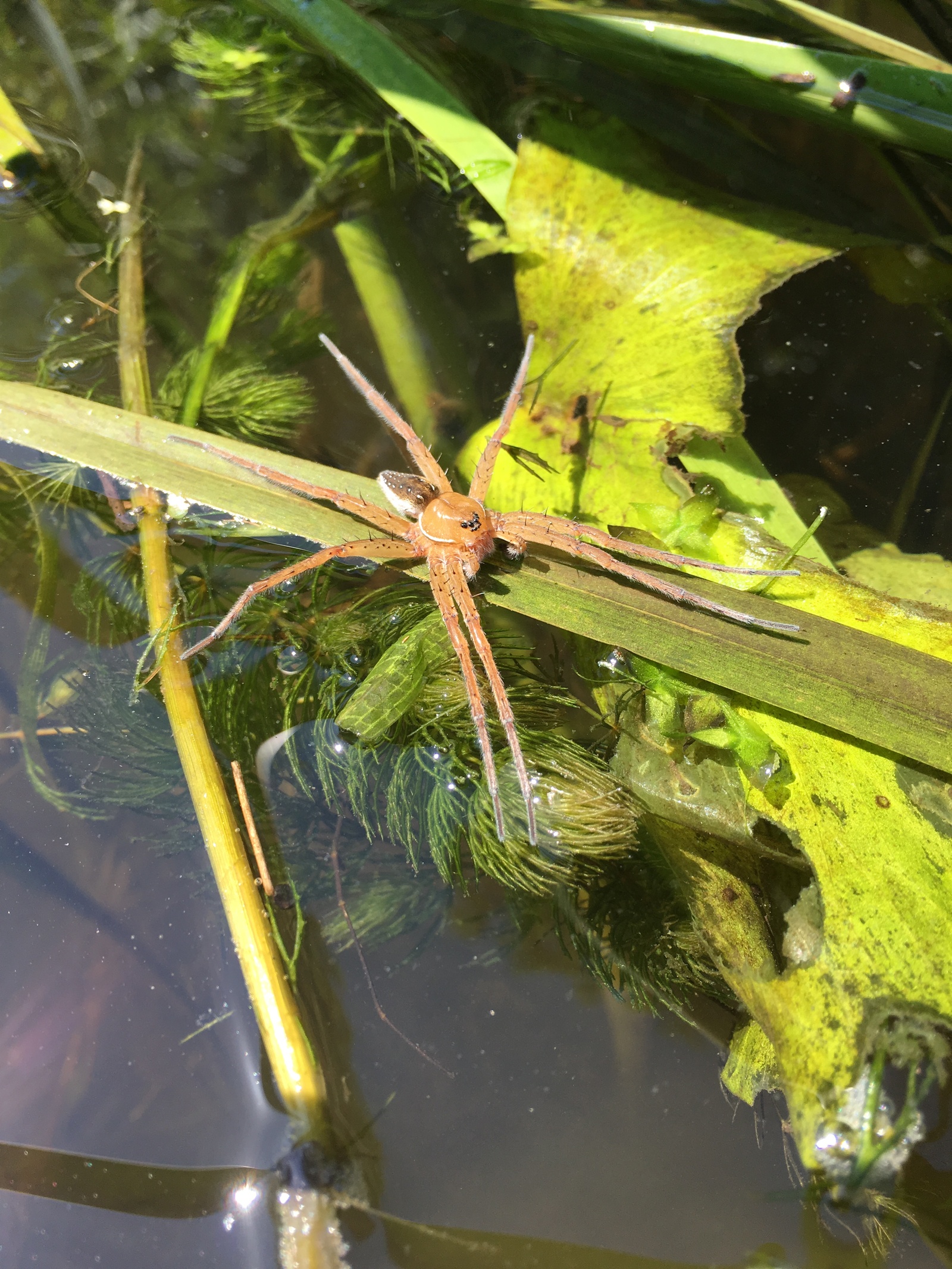 spider post - My, Spider, Nature, Serebryanka, Argiope, Longpost, Photo