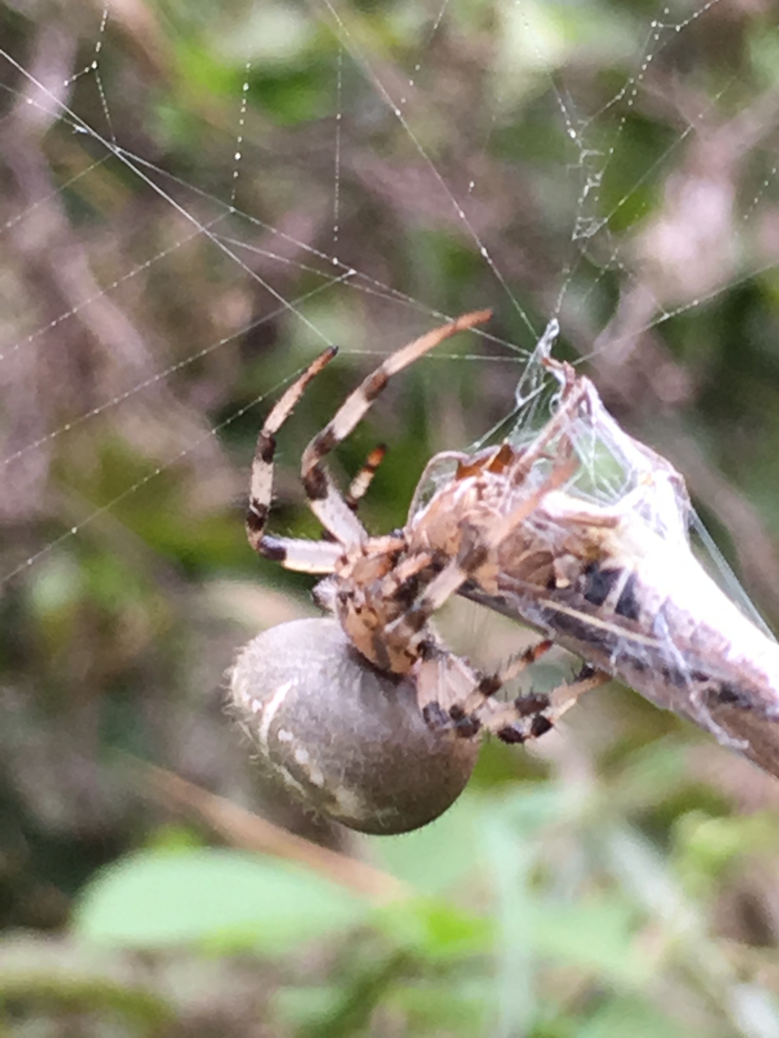 spider post - My, Spider, Nature, Serebryanka, Argiope, Longpost, Photo