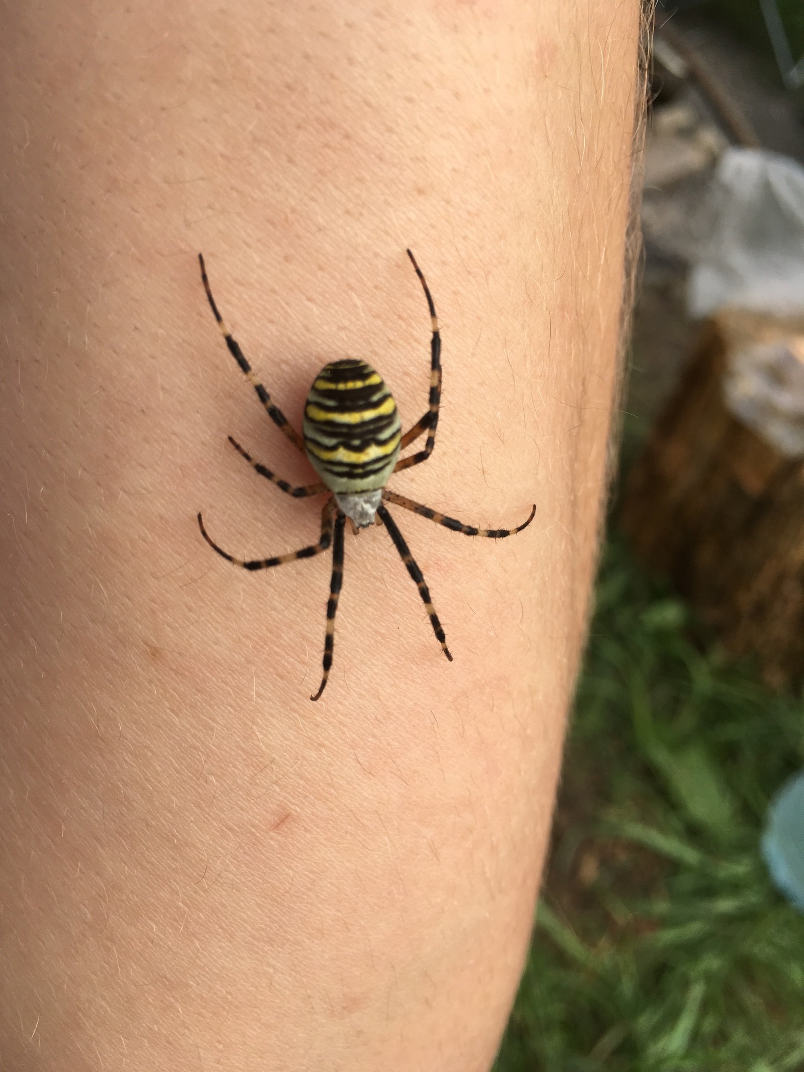 spider post - My, Spider, Nature, Serebryanka, Argiope, Longpost, Photo