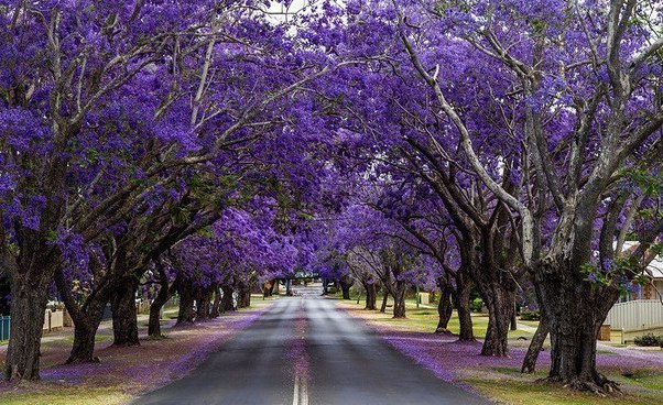 Fairy alleys - , Tree, Flowers, Not mine, Longpost