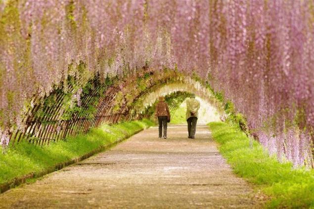 Fairy alleys - , Tree, Flowers, Not mine, Longpost