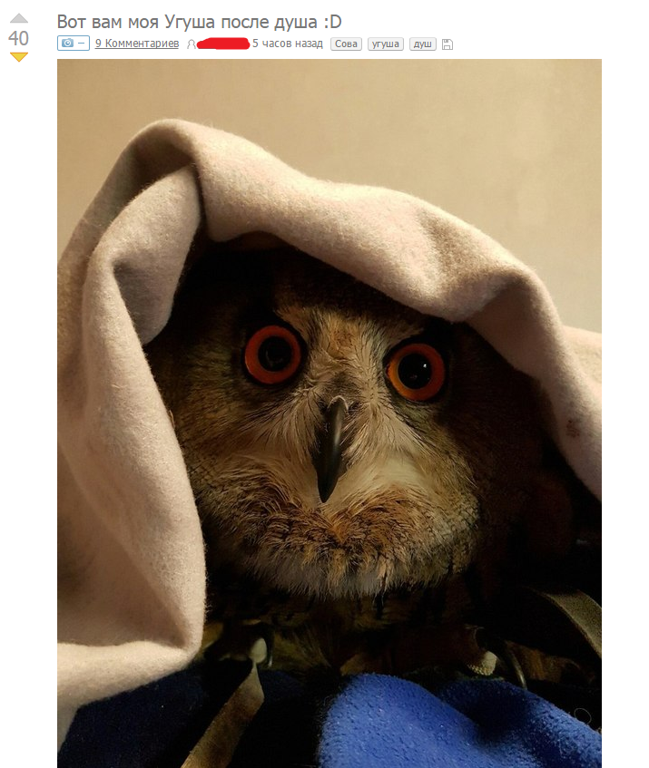 Memoirs of a grandmother with an owl in the attic - My, Yoll, Owl, Owl, Copyright, Remember everything, Motivation, Longpost