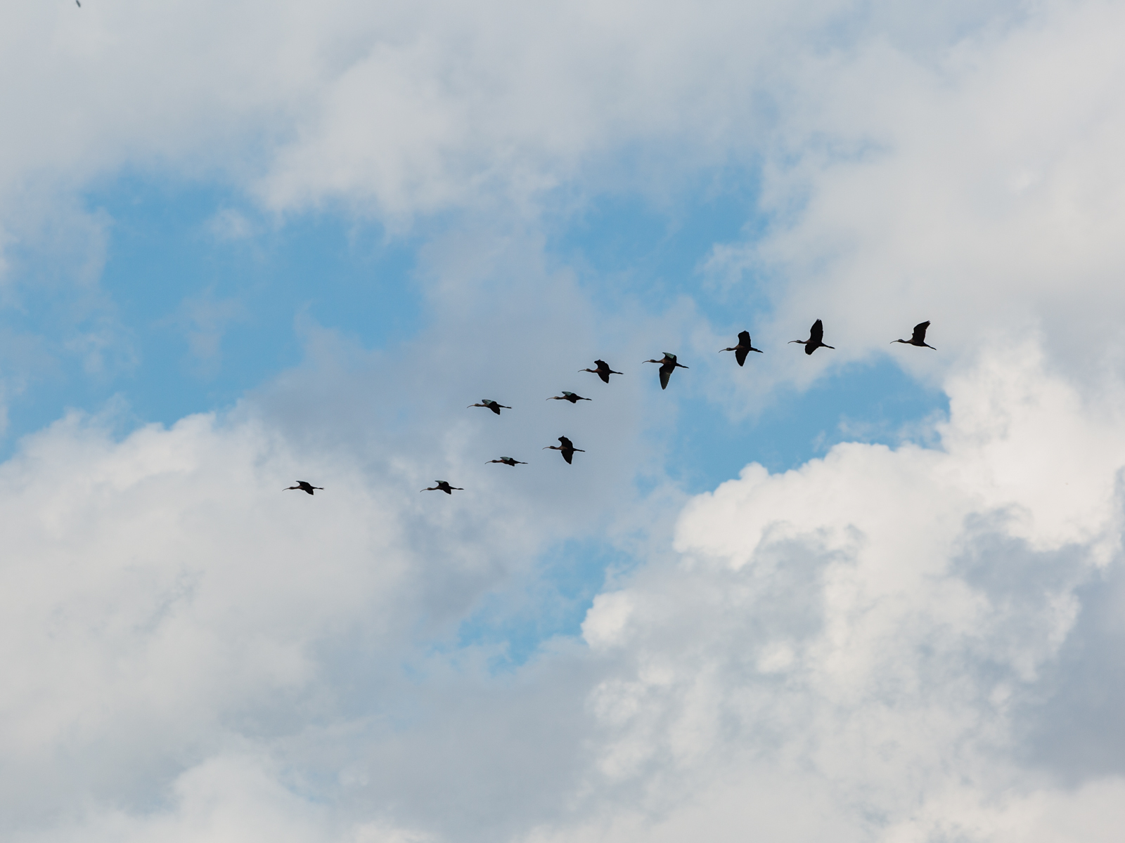 Lake Agamon in the Hula Valley. Part three - My, Photo, Birds, Longpost