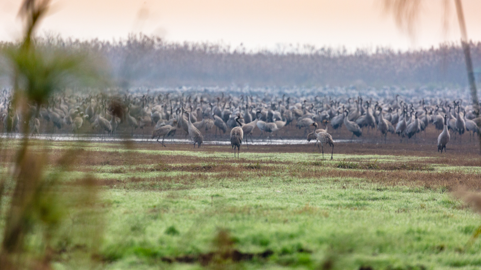 Lake Agamon in the Hula Valley. Part three - My, Photo, Birds, Longpost