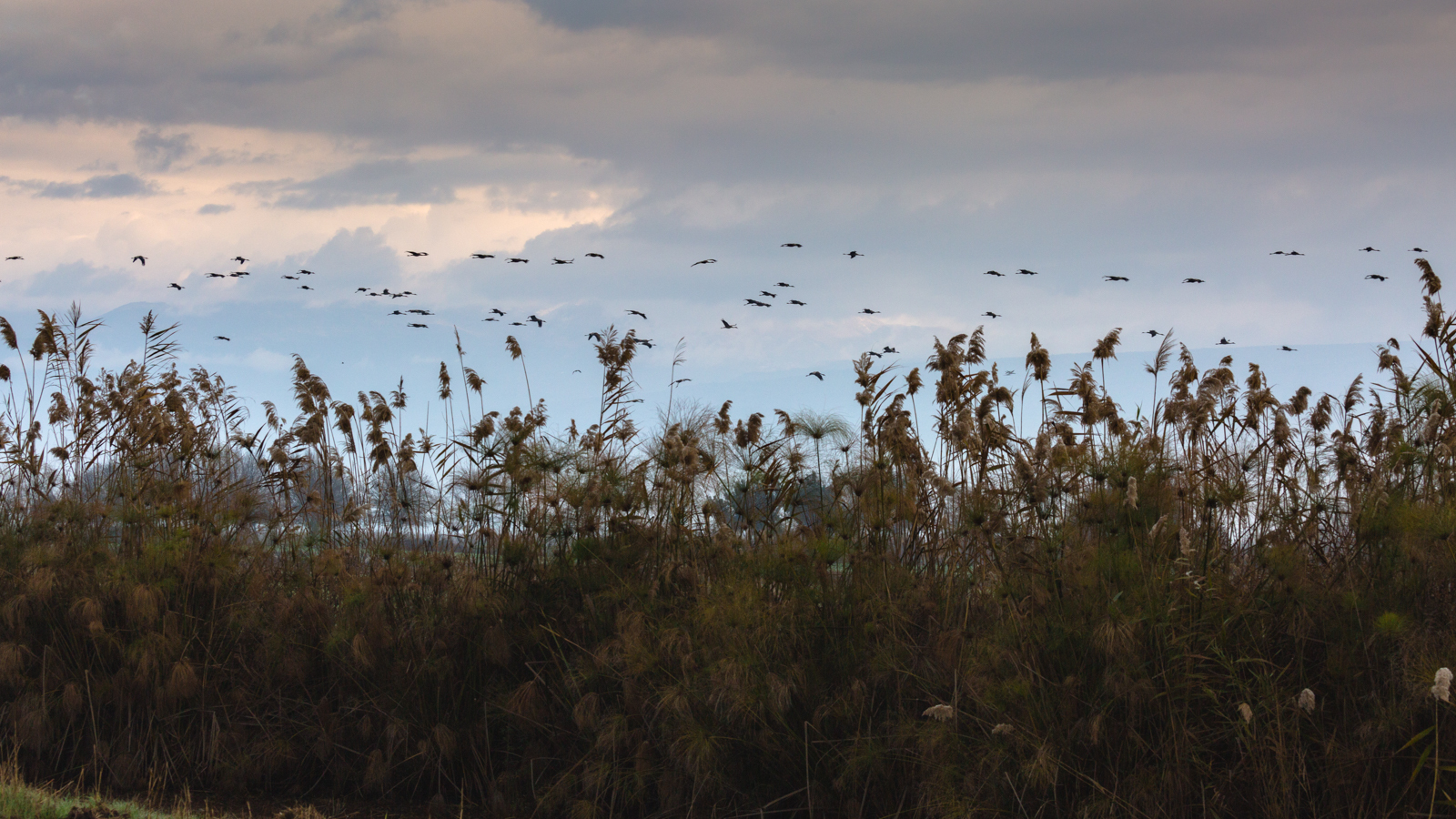 Lake Agamon in the Hula Valley. Part three - My, Photo, Birds, Longpost