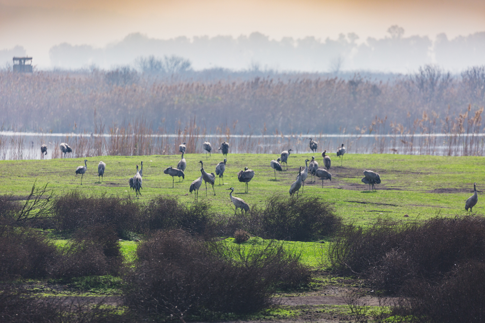 Lake Agamon in the Hula Valley. Part three - My, Photo, Birds, Longpost