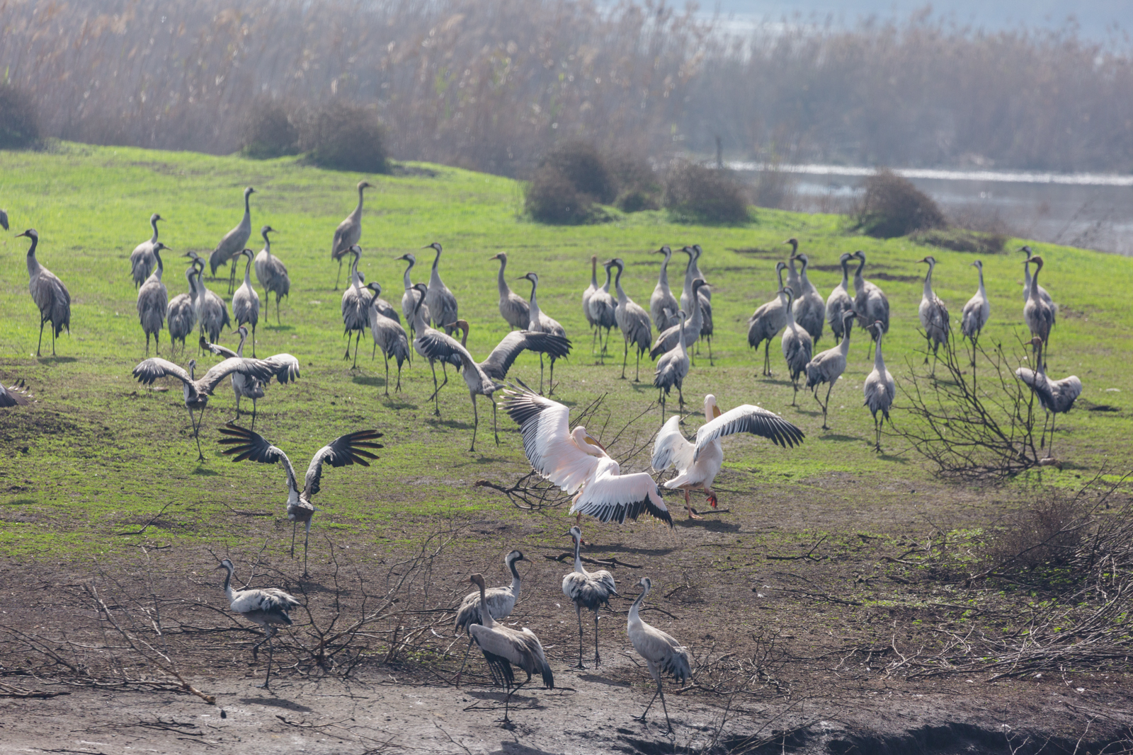 Lake Agamon in the Hula Valley. Part three - My, Photo, Birds, Longpost